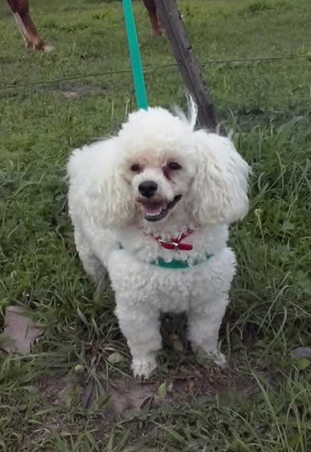 Imagen de publicación